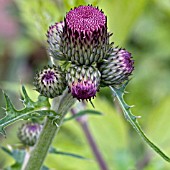 CIRSIUM RIVULARE ATROPURPUREUM