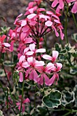 PELARGONIUM MRS SALTER BEVIS