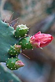 OPUNTIA BERGERIANA,  PRICKLY PEAR