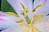 CLOSE UP OF TULIP STAMEN WITH POLLEN