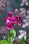 BURGUNDY ORCHID FLOWERS