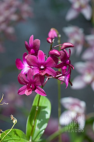 BURGUNDY_ORCHID_FLOWERS