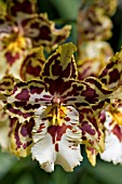 ONCIDIUM,  ORCHID