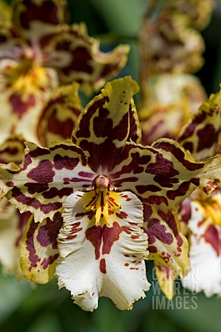 ONCIDIUM__ORCHID