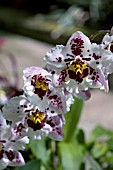 ONCIDIUM,  ORCHID