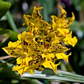 ONCIDIUM,  ORCHID