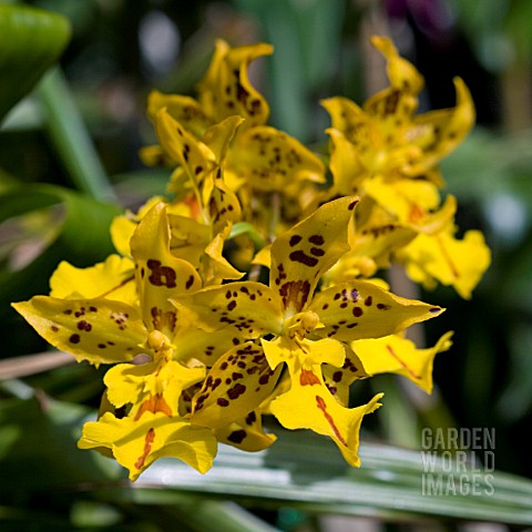 ONCIDIUM__ORCHID