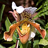 PAPHIOPEDILUM,  ORCHID