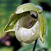 CYPRIPEDIUM,  LADYS SLIPPER ORCHID