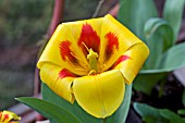 TULIPA STRESA,  EDIBLE FLOWERS