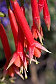 FUCHSIA FULGENS