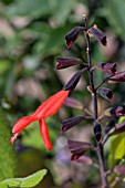 SALVIA GESNERIIFLORA TEQUILA