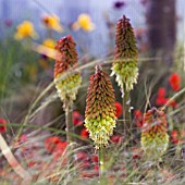 KNIPHOFIA CAULESCENS,  RED HOT POKER,  TORCH LILY