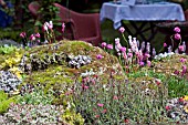 ALPINES GROWING IN TUFA IN TUFA TEA,  COURTYARD GARDEN,  CHELSEA FLOWER SHOW 2007,  DESIGNER KATIE CROME