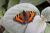 RED ADMIRAL BUTTERFLY