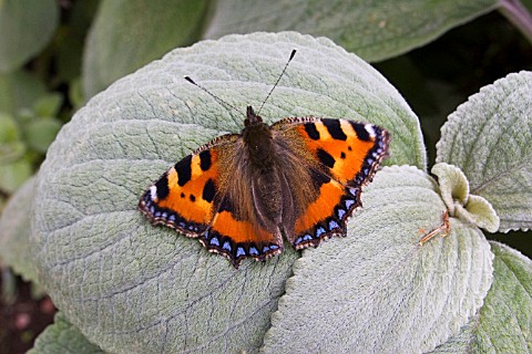 RED_ADMIRAL_BUTTERFLY