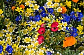 DETAIL OF PLANTING IN THE FETZER SUSTAINABLE WINERY GARDEN,  CHELSEA FLOWER SHOW 2007,  DESIGNER KATE FREY