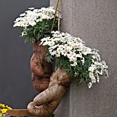 DETAIL FROM ANTHONY SAMUELSONS PATIO POVERA,  PLANTED BOXING GLOVES