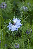 NIGELLA