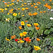 ESCHSCHOLZIA CALIFORNICA,  CALIFORNIAN POPPIES