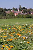 URBAN WILDFLOWER MEADOW OF ESCHSCHOLZIA CALIFORNICA