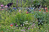 VIEW OF THE OVERGROWN STOCK BEDS IN THE GARDEN OF THE WINNER OF BBC GARDENERS WORLD 2006 SUE BEESLEY AT DUTTON