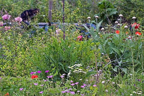VIEW_OF_THE_OVERGROWN_STOCK_BEDS_IN_THE_GARDEN_OF_THE_WINNER_OF_BBC_GARDENERS_WORLD_2006_SUE_BEESLEY