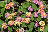 LANTANA CAMARA,  WEST INDIAN LANTANA,  HEDGEFLOWER