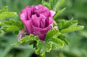 PAPAVER ORIENTALE PATTYS PLUM