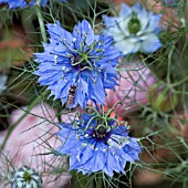 NIGELLA,  LOVE IN A MIST