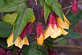 ABUTILON KENTISH BELLE