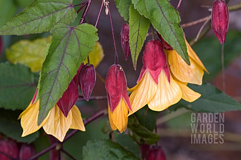 ABUTILON_KENTISH_BELLE