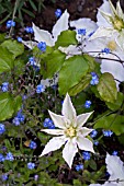 CLEMATIS GILLIAN BLADES AND MYOSOTIS,  FORGET ME NOTS