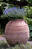 LARGE URN WITH MYOSOTIS