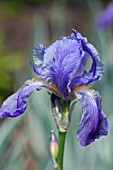 IRIS PALLIDA VARIEGATA