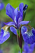 IRIS TROPIC NIGHT