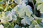 GERANIUM MACRORRHIZUM LEAVES IN FROST