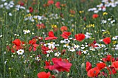 FIELD OF OILSEED RAPE,  GONE TO SEED,  WITH PAPAVER RHOEAS,  AND LEUCANTHEMUM VULGARE