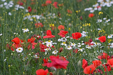 FIELD_OF_OILSEED_RAPE__GONE_TO_SEED__WITH_PAPAVER_RHOEAS__AND_LEUCANTHEMUM_VULGARE