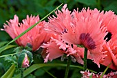 PAPAVER ORIENTALE