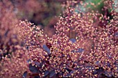 COTINUS,  SMOKE BUSH