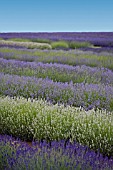 SNOWSHILL LAVENDER TRIAL BEDS,  JUNE