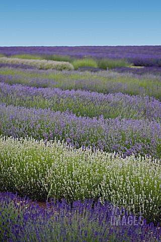 SNOWSHILL_LAVENDER_TRIAL_BEDS__JUNE