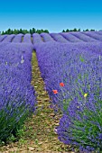 FOLGATE LAVENDER IN ROWS AT SNOWSHILL LAVENDER FARM