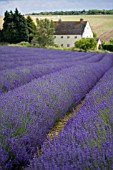 FOLGATE LAVENDER IN ROWS AT SNOWSHILL LAVENDER FARM