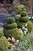 TOPIARY AT MILL DENE GARDEN,  BLOCKLEY,  MORETON IN MARSH,  GLOUCESTERSHIRE