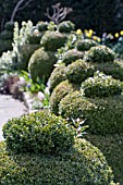 TOPIARY AT MILL DENE GARDEN,  BLOCKLEY,  MORETON IN MARSH,  GLOUCESTERSHIRE