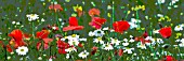 POSTERISED FIELD OF OILSEED RAPE,  GONE TO SEED,  WITH PAPAVER RHOEAS,  AND OX EYE DAISY,  MANIPULATED,  PANORAMIC