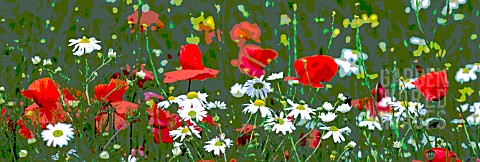 POSTERISED_FIELD_OF_OILSEED_RAPE__GONE_TO_SEED__WITH_PAPAVER_RHOEAS__AND_OX_EYE_DAISY__MANIPULATED__