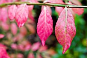 EUONYMUS ALATUS